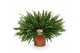 Nephrolepis exaltata green lady 