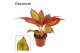 Aglaonema red fire decorum 
