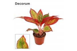 Aglaonema red fire decorum