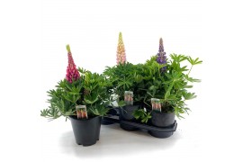 Lupinus Lupine Longlife Flowering