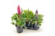 Lupinus Lupine Longlife Flowering 