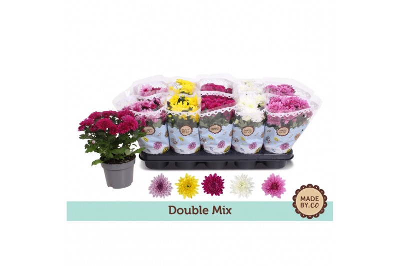 Chrysanthemum ind. gevuldbloemig mix Double Mix Chrysanthemum ind. gevuldbloemig mix Double Mix