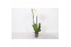 Phalaenopsis white world 2 tak - 18+ bloemen 