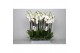 Phalaenopsis white world 2 tak - 18+ bloemen 