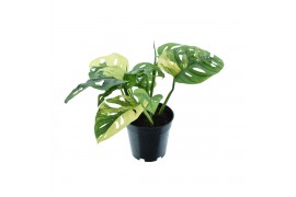 Monstera adansonii aurea variegated
