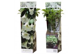 Brugmansia arborea wit