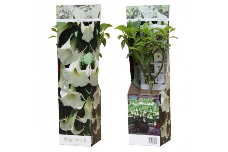 Brugmansia arborea wit 
