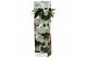 Brugmansia arborea wit 