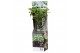 Brugmansia arborea wit 