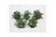 Calibrachoa minifamous Calibrachoa MiniFamous® Double Mixlaag 