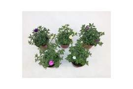 Calibrachoa minifamous Calibrachoa MiniFamous® Double Mixlaag