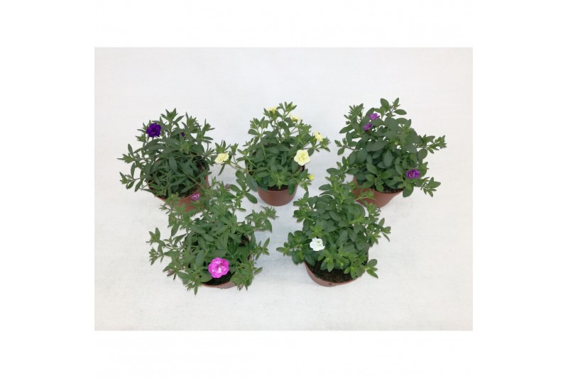 Calibrachoa minifamous Calibrachoa MiniFamous® Double Mixlaag Calibrachoa minifamous Calibrachoa MiniFamous® Double Mixlaag