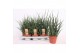 Sansevieria fernwood punk 