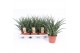 Sansevieria fernwood punk 