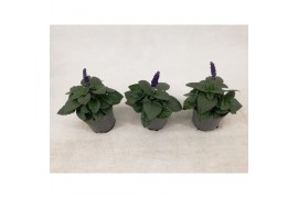 Salvia mysty Salvia Mysty® Blue
