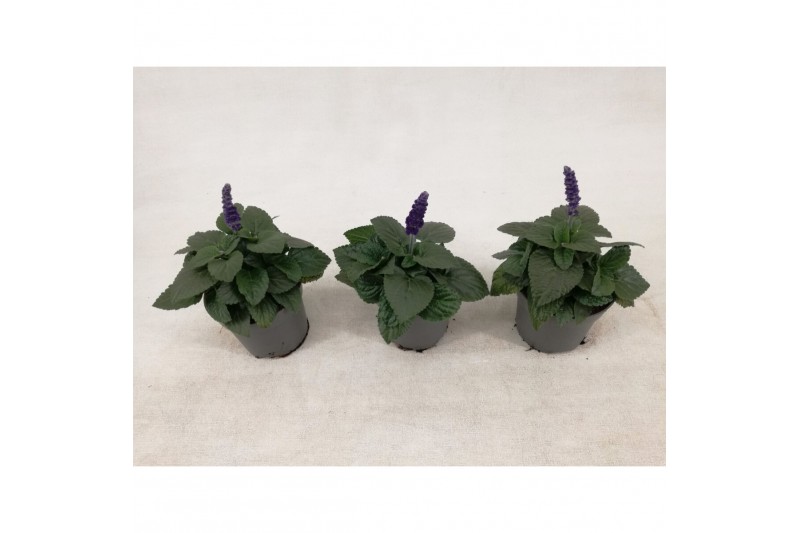 Salvia mysty Salvia Mysty® Blue 