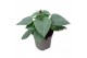 Salvia mysty Salvia Mysty® Blue 