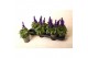 Salvia mysty Salvia Mysty® Blue 