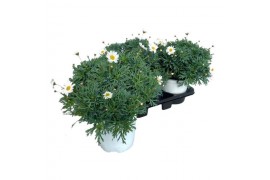 Argyranthemum frutescens wit