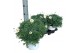 Argyranthemum frutescens wit 