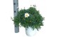 Argyranthemum frutescens wit 