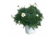 Argyranthemum frutescens wit 