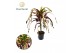 Codiaeum variegatum dreadlocks Croton Dreadlock P19 1 pp 