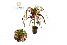 Codiaeum variegatum dreadlocks Croton Dreadlock P19 1 pp