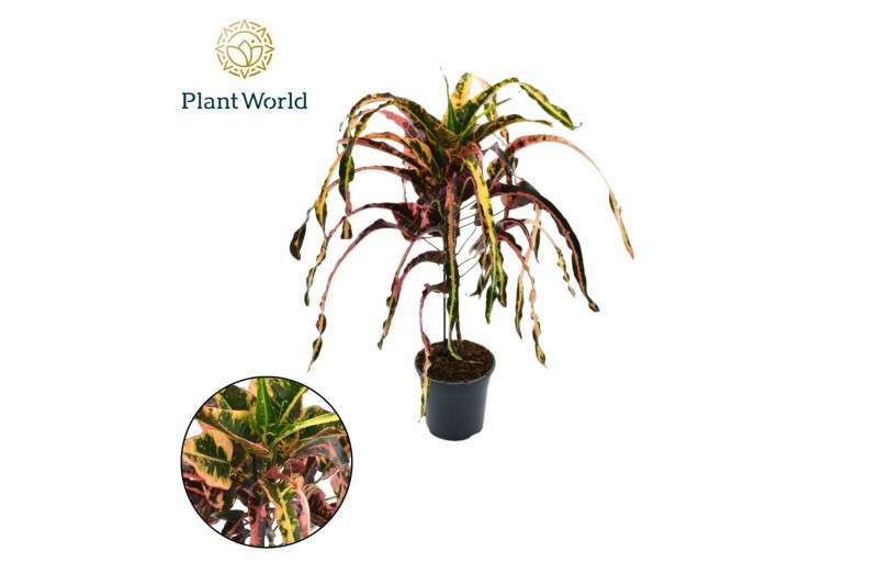 Codiaeum variegatum dreadlocks Croton Dreadlock P19 1 pp Codiaeum variegatum dreadlocks Croton Dreadlock P19 1 pp