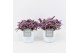 Tradescantia in white wash pot 