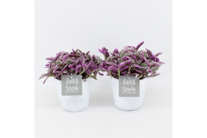 Tradescantia in white wash pot 