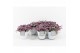 Tradescantia in white wash pot 
