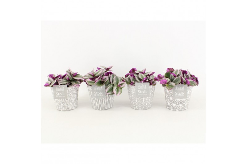 Tradescantia albiflora nanouk in star pot 