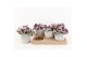 Tradescantia albiflora nanouk in star pot 