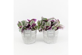 Tradescantia albiflora nanouk in stone look pot