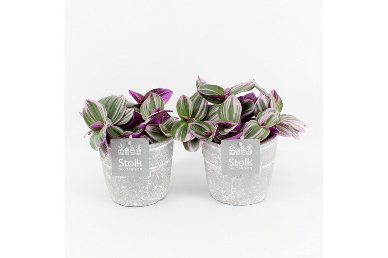 Tradescantia albiflora nanouk in stone look pot 
