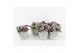 Tradescantia albiflora nanouk in stone look pot 