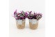 Tradescantia albiflora nanouk in basket 