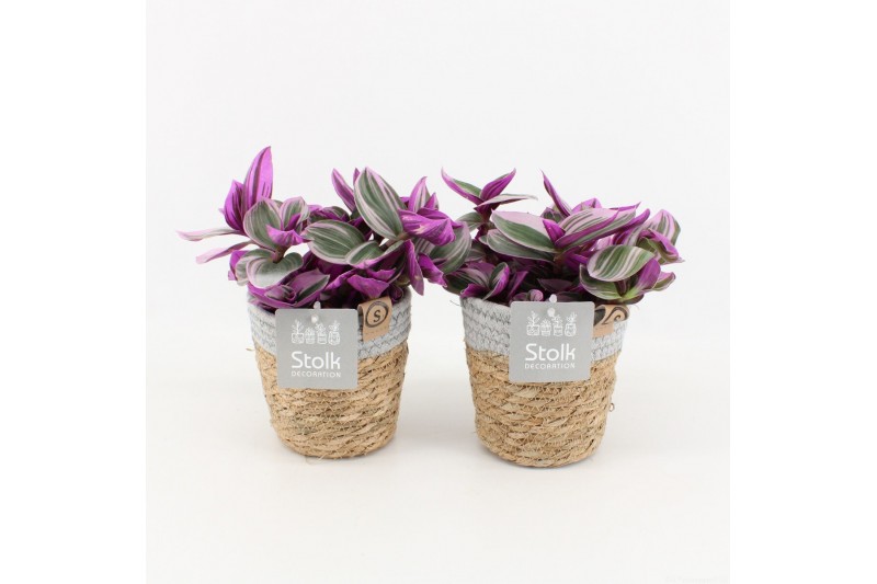 Tradescantia albiflora nanouk in basket 