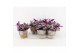 Tradescantia albiflora nanouk in basket 