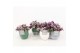 Tradescantia albiflora nanouk in expression keramiek 