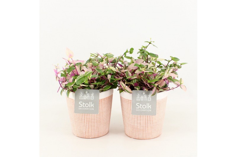 Tradescantia quadricolor in terra cotta 