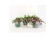 Tradescantia quadricolor in expression keramiek 