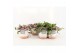 Tradescantia quadricolor in milou keramiek 