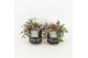 Tradescantia quadricolor in maya pot 