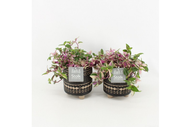 Tradescantia quadricolor in maya pot 