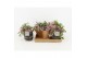 Tradescantia quadricolor in maya pot 