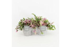 Tradescantia quadricolor in stone look pot