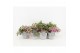 Tradescantia quadricolor in stone look pot 