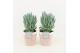 Curio ficoides mount everest in terracotta pot 